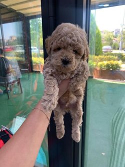 Sevi̇mli̇ Toy Poodle Yavrularımız 5