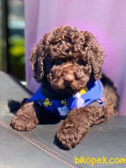 SAFKAN TOY POODLE YAVRULARIMIZ 3
