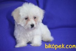 Maltese Terrier Yavruları 3