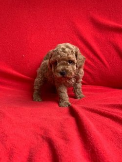 Sevi̇mli̇ Toy Poodle Yavrularımız 3