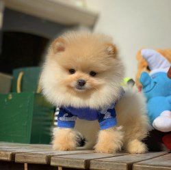 Orijinal Teddybear Yüz Yapısına Sahip Pomeranianboo Yavruları 3