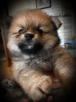 Sahibinden Satılık Pomeranian Yavruları(evde Doğum) 3
