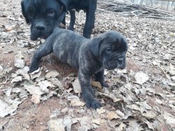Cane Corso Erkek Yavru 1