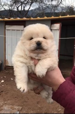 Ruhsatlı Köpek Çiftliğinden A Kalite CHOW CHOW Yavru 3