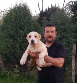 Alabay Yavruları 2
