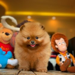 Yarışma Düzeyi TeddyBear Yüz Yapısına Sahip PomeranianBoo 3