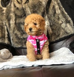 SAFKAN TOY POODLE YAVRULARIMIZ 5