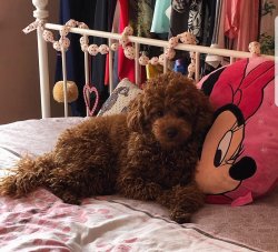 Full Egitimli Toy Poodle Yavru 4