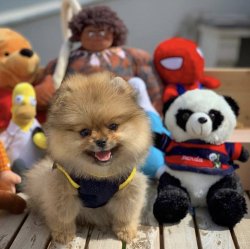 Sık Tüy Yapısına Sahip Orijinal PomeranianBoo Yavrumuz 4