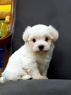MALTESE TERRIER YAVRULARI 1