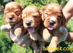 Golden Retriever Yavrularımız 2