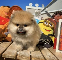Yeni Gelen TeddyBear PomeranianBoo Yavrularımızdan 2
