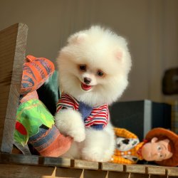 3 Aylık Yarışma Düzeyi PomeranianBoo Oğlumuz 4