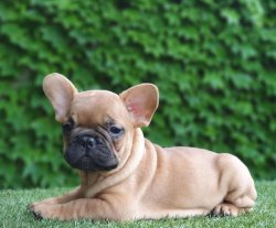 FAWN FRENCH BULLDOG BEBEKLER 2