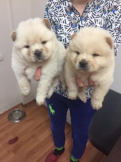 Satılık Chow Chow Yavrusu 5