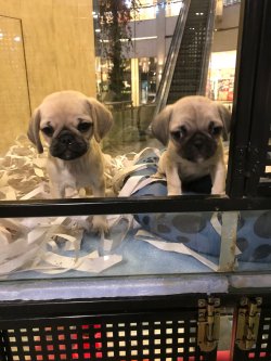 Pug Mops Yavrularımız 2