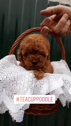 TEA CUP VE TOY POODLE BEBEKLERİMİZ RED VE DARK RED 1