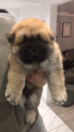 CHOW CHOW ( Çin Aslanı ) YAVRULARI 3