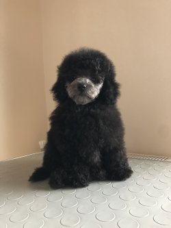 Anne Altından SİLVER TOY POODLE 1