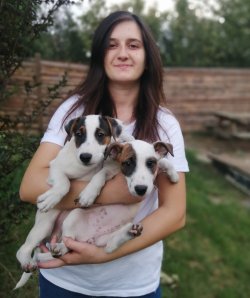 Renk Güzeli Jack Russell Yavrularımız Küçükırk 5