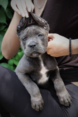 Cane Corso Yavrularımız 1