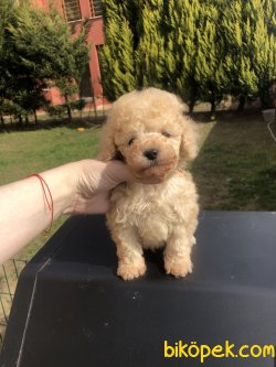 Anne Altından Tea Cup TOY POODLE 1