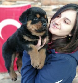 Irk Garantili Rottweiler Yavrularımız 1