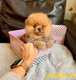 Pomeranian Teddy Face Mini Ayıcık Yavrularımız 1