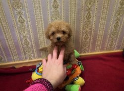 Xs Minyatur Boy Poodle Yavrumuz 1