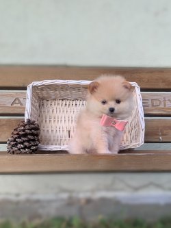 Pomeranian Boo Teddy Bear Yavrularımız 3