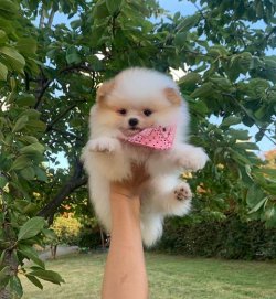 Orji̇nal Pomerani̇an Boo Yavrularımız 2