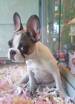 French Bulldog 3
