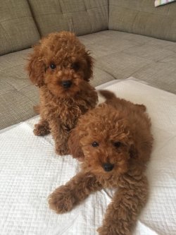 TOY POODLE  YAVRULARIMIZ SHOW KALİTE 3