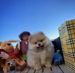 A Kalite PomeranianBoo Yavrularımızdan 5
