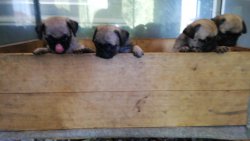 Pug Yavrularımız Irk Garantilidir 3