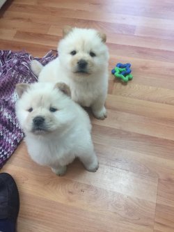 Chow Chow Yavruları 1