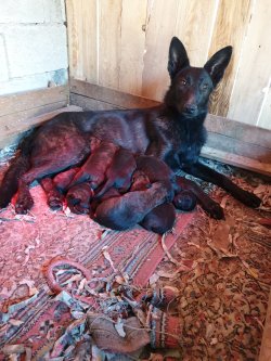 Satılık Belçika Kurdu Yavruları (Malinois ) 5