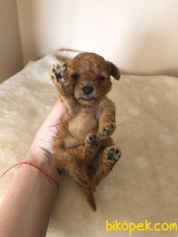 Anne Altından TOY POODLE 1