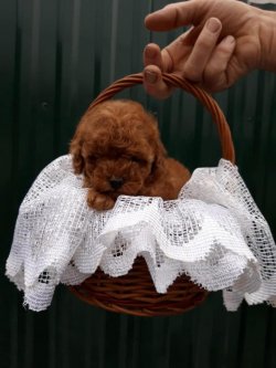 TEA CUP VE TOY POODLE BEBEKLERİMİZ RED VE DARK RED 2