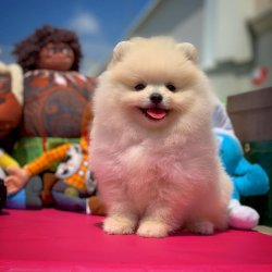 Pomeranian Boo Büyümeyen Cins Yavrularımız 1