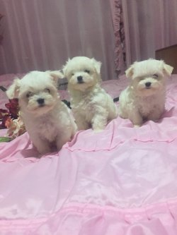0 NUMARA TÜY DÖKMEYEN ORJİNAL MALTESE TERRİER YAVRULAR 2