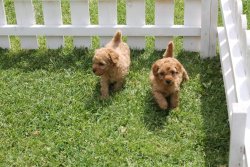 TOY POODLE YAVRULARIMIZ 2