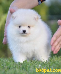 Ayi Surat Orjinal Pomeranian Boo Yavrularimiz 3