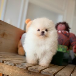 Teacup Kar Beyazı PomeranianBoo Kızımız 3