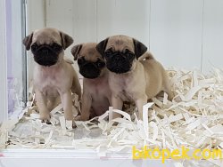 SATİLİK PUG YAVRULARI 5