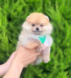 Orji̇nal Pomerani̇an Boo Yavrularımız 3