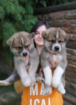 Üst Kalite Akita İnu Yavrularımız 1