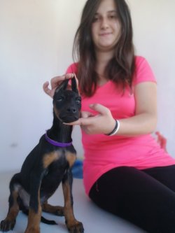 Satılık Üst Kalite Doberman Yavrularımız 2