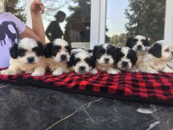 Shihtzu Siyah Beyaz Show Kalite Bebekler 2