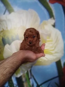 FCİ SECERELİ ANNE BABADAN TOY POODLE RED VE DARK RED YAVRULAR 2